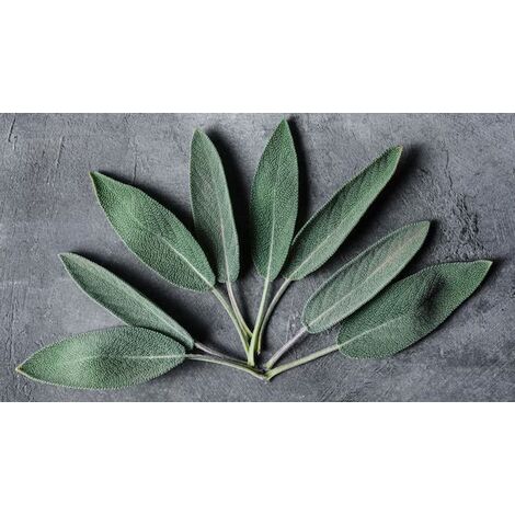 زيت الميرمية (1 لتر) – بالجملة من سوق بلس ومن المصنع مباشرة